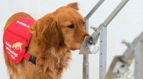 ¿Perros pueden detectar el Covid-19 en humanos? Esto dice la ciencia