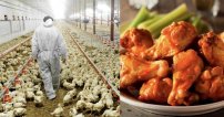 #URGENTE| Detectan coronavirus en ALITAS de pollo congeladas
