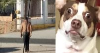 Denuncian en redes a vagabundo que presuntamente prendió fuego a un perro vivo para comérselo