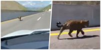 Captan a Jaguar PASEANDO en autopista: “nos va a tragar el hijo de la…”
