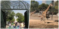 Llega nueva JIRAFA al Zoológico de Chapultepec; Sheinbaum le da la bienvenida
