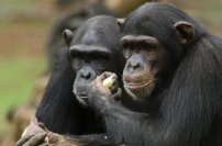 Científicos descubren bacteria letal en Chimpancés que podría TRANSMITIRSE a los humanos