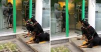 Viralizan foto de mujer que va a cajero con tres dóberman de “guardaespaldas”