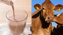 ¡Genios!: Estadounidenses creen que la leche con chocolate viene de vacas cafés