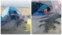 VIDEO: cocodrilo sorprende a turistas durante campamento y se duerme con ellos en Jalisco